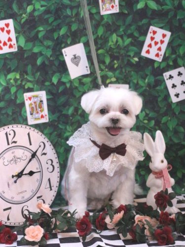 20250427マルちゃん